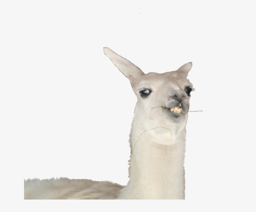 Meme Llama Png Picture Freeuse Download - Llama, transparent png #1492531