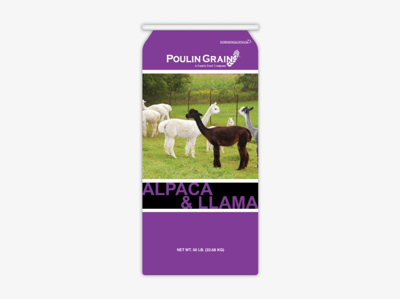 Alpaca & Llama Maintenance - Cria, transparent png #1492808