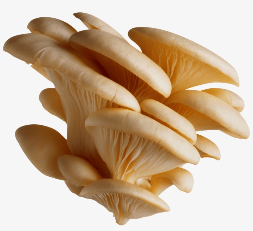 Mushroom Png - White Oyster Mushroom Png, transparent png #1493422