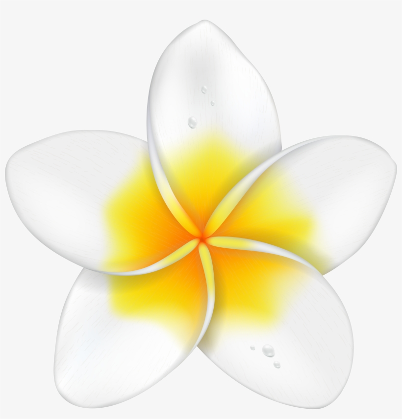 Exotic Flower Plumeria Png Clip Art Imageu200b Gallery, transparent png #1494466