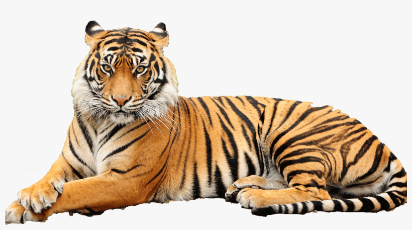 Transparent Pictures Free Icons Banner Black And White - Point Defiance Zoo & Aquarium, transparent png #1496105
