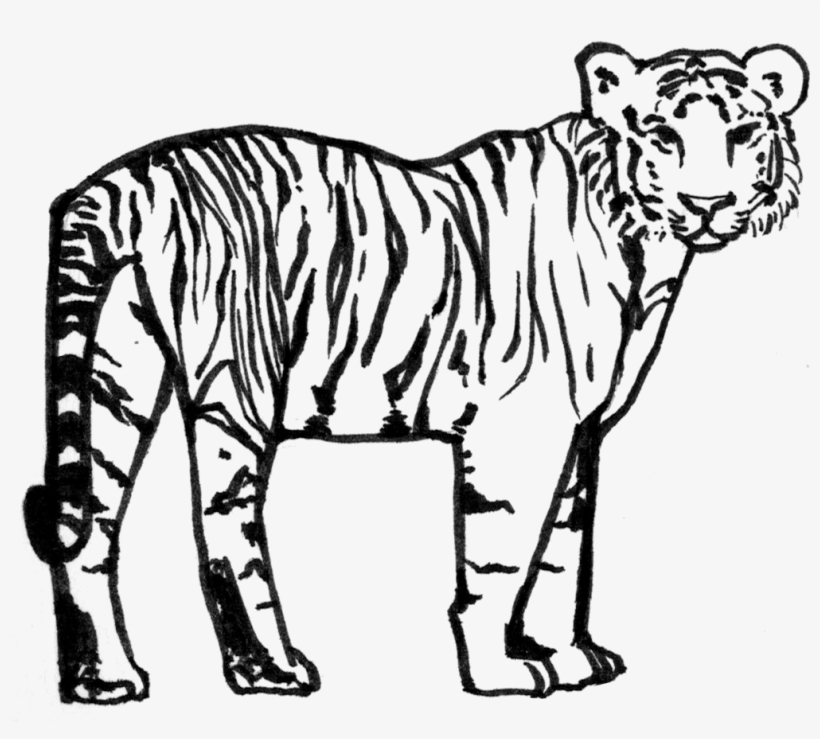 6jf7txp Dxxkogb - Siberian Tiger, transparent png #1496260