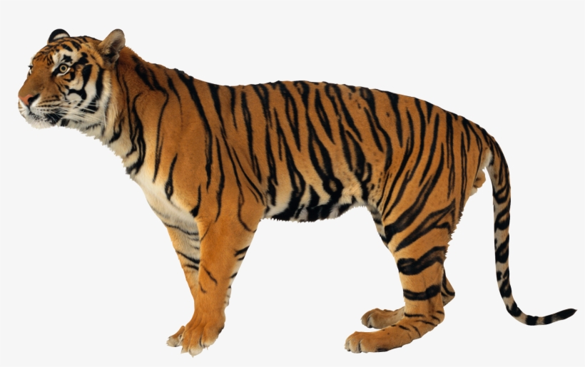 Tiger Hd Images Free Download Tiger Images Free Download, transparent png #1496288