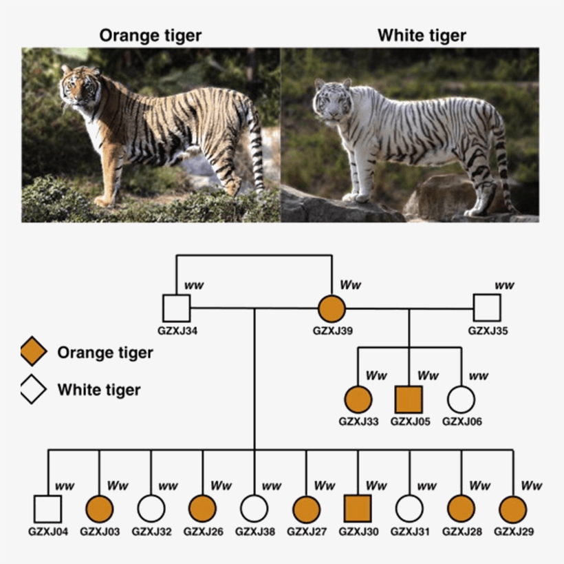 Information About Orange Tiger &white Tiger - White Tiger In Nilgiri, transparent png #1496407