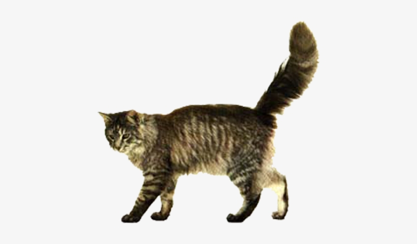 No Year Of The Cat Kitten Dog Clip Art - Real Tabby Cat Walking, transparent png #1496562