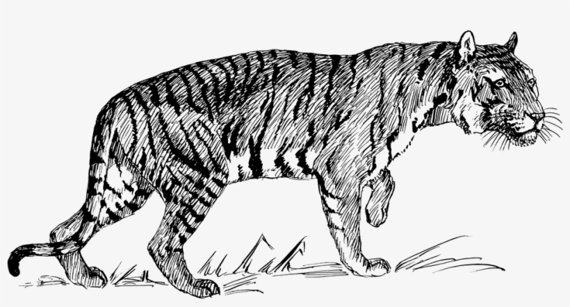 Tiger Png Clipart - Line Drawings Of Tigers, transparent png #1496679