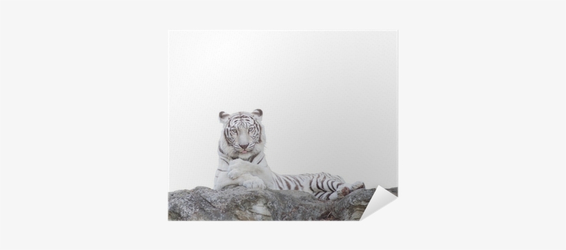White Tiger, transparent png #1496702