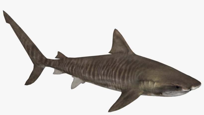 Tiger Shark Png - Zoo Tycoon 2 Tiger Shark, transparent png #1496816