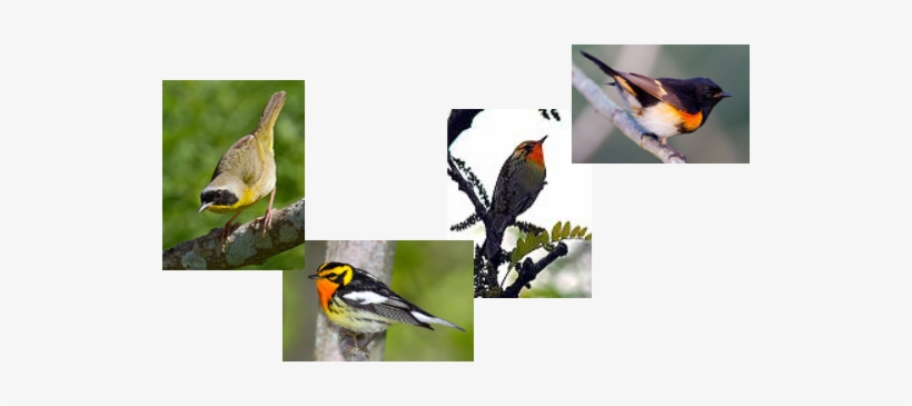 About Our Bird Walks - American Redstart, transparent png #1497320