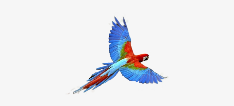 Post By Larry - Parrot Transparent, transparent png #1497511