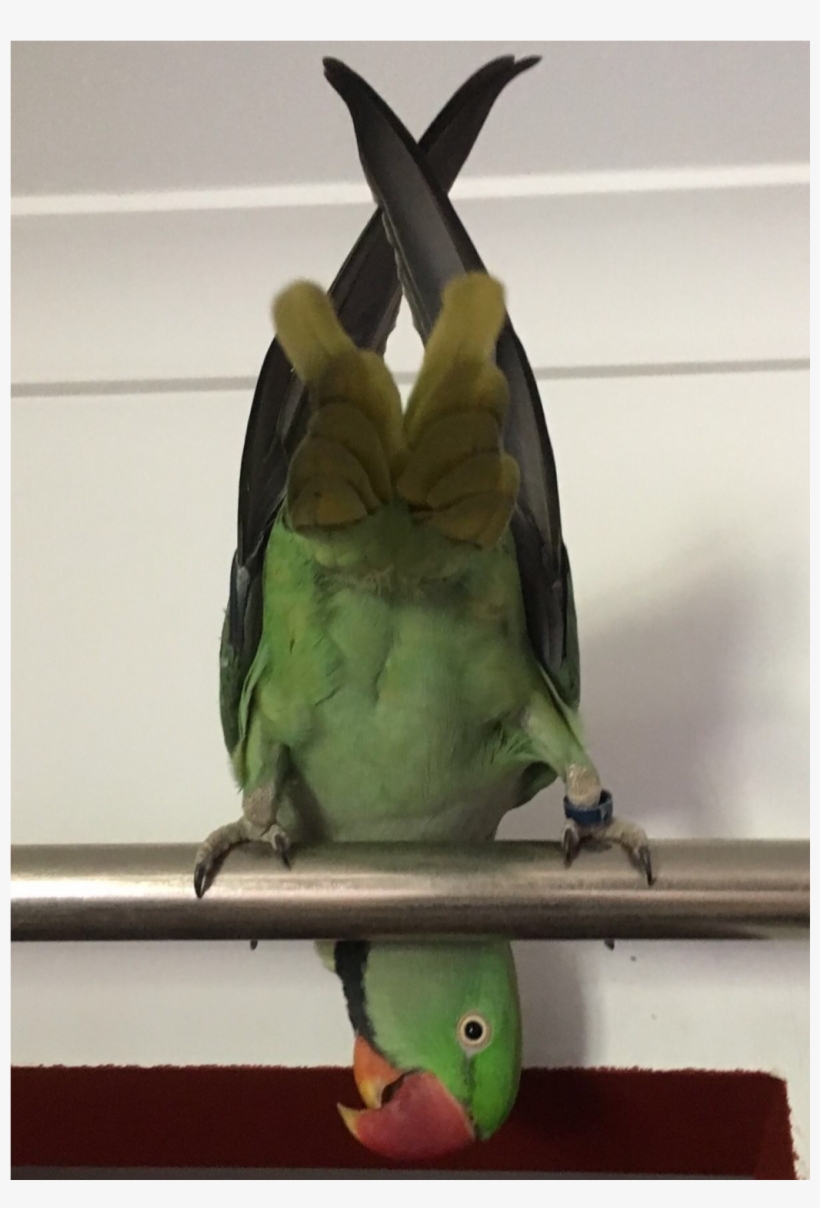 Sightings - Budgie, transparent png #1497547