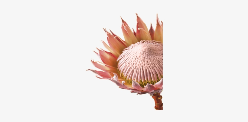 Flower, transparent png #1497719