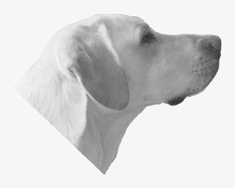 Dog Head - Labrador Retriever, transparent png #1498084