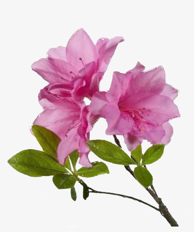 Free Flower Png - Azalea Flower Transparent Background, transparent png #1498821