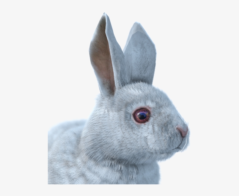 Svg Black And White Download Image Hare Male Albino Lepre Artica Png Free Transparent Png Download Pngkey