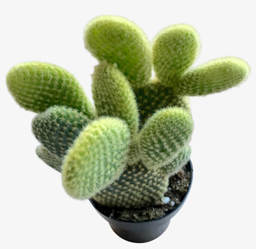 Bunny Ears Prickly Pear Free Transparent Png Download Pngkey
