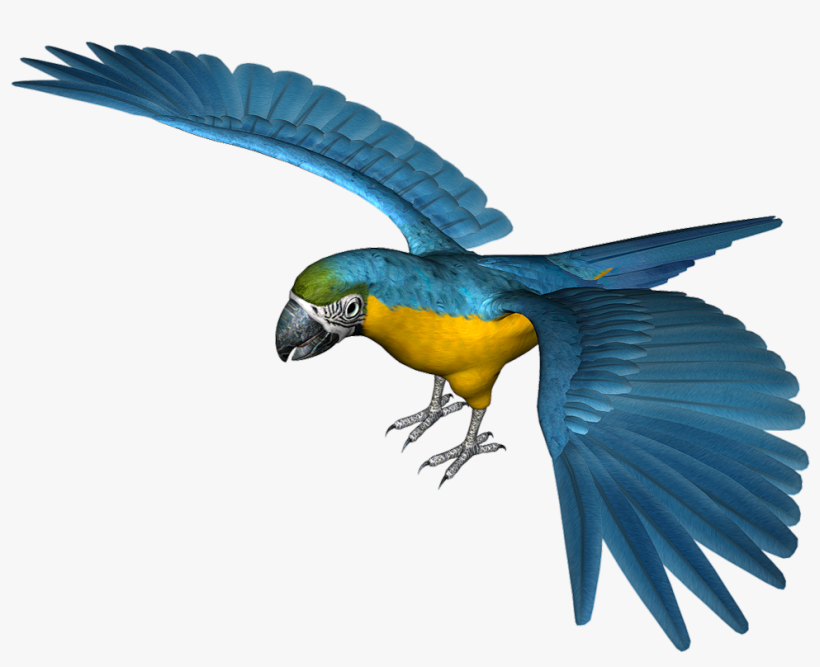 Large Blue Parrot Png Clipart - Blue Parrot Png, transparent png #150012