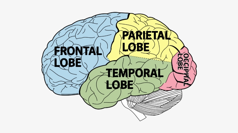 Brain Png Picture - Cognitive Science: Questions And Answers [book], transparent png #150163