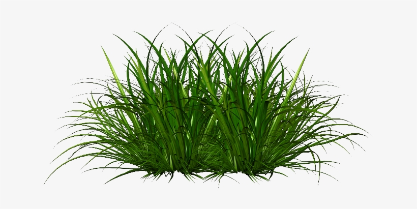 Ornamental Grass Png - Portable Network Graphics, transparent png #150218