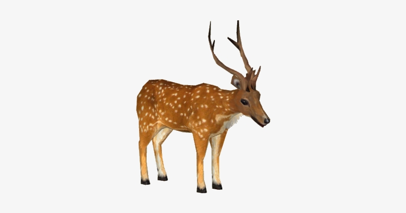 Sri Lankan Axis Deer - Sri Lankan Deer Png, transparent png #150220