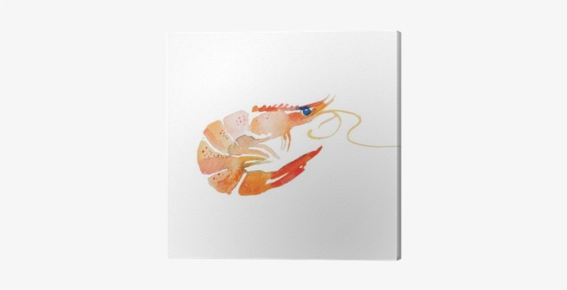 Shrimp Watercolor, transparent png #150515