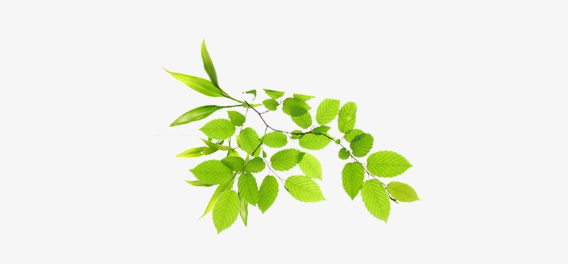 Real Leaves Png Image - Green Shoots Of Recovery, transparent png #150517