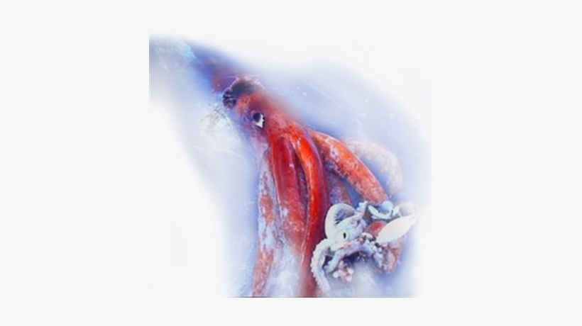 Colossal Squid Are A Major Prey Item For Antarctic - Washed Up In Indonesia, transparent png #150746