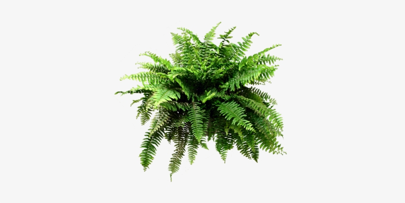 Fern Png - Fern, transparent png #151281