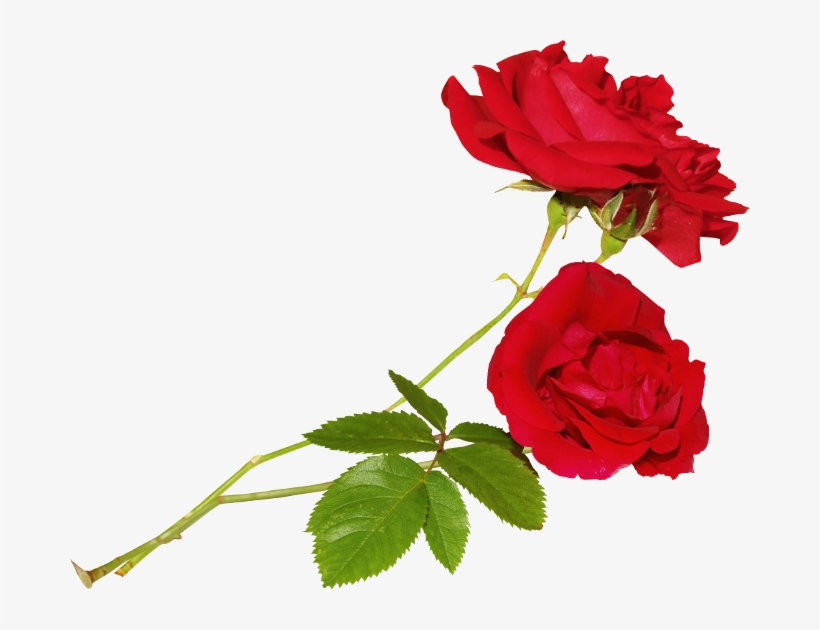 Flores Png, transparent png #151482