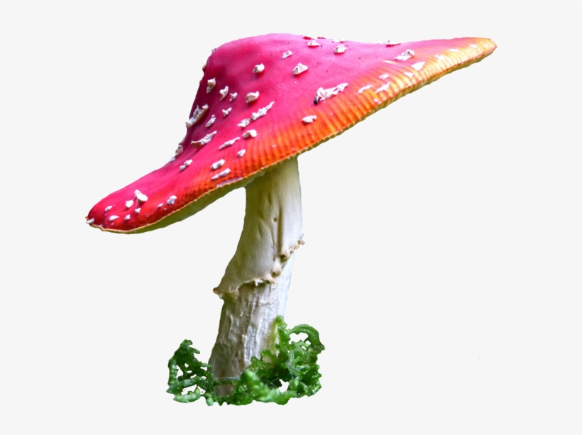Alice In Wonderland Mushroom Png Clip Art Royalty Free - Alice In Wonderland Mushroom, transparent png #151703