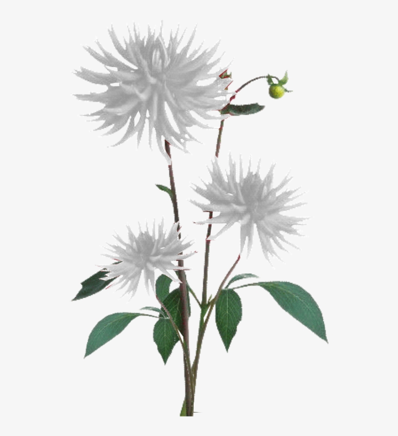 Jacey-white Dahila Plant Texture - Png Pink Plant, transparent png #151794