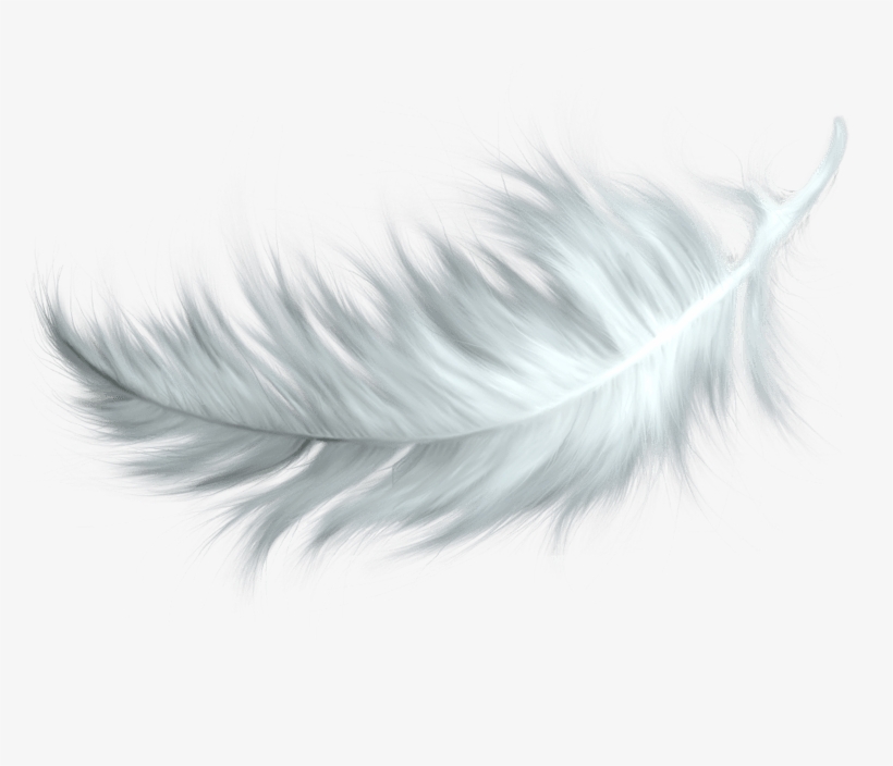 Nature - Feathers - Feather Png, transparent png #151822