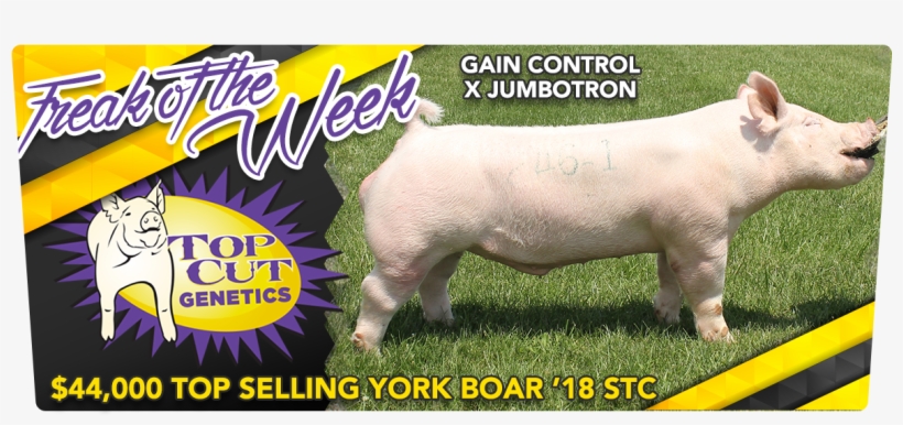 Boar Semen Thug Life Png Boar Semen Thug Life - Domestic Pig, transparent png #151975