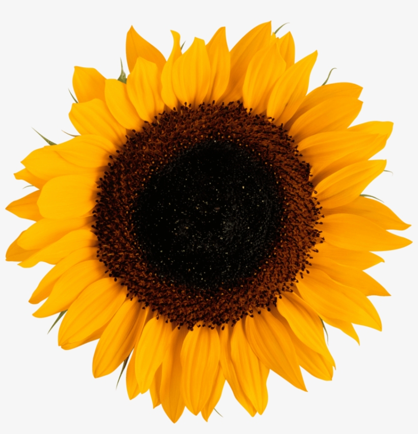 Free Png Sunflower Png Images Transparent - Sunflower Vector, transparent png #152262