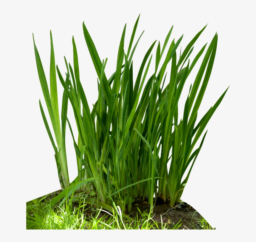 Fountain Grass Png Download - Food Chain Grass, transparent png #152265