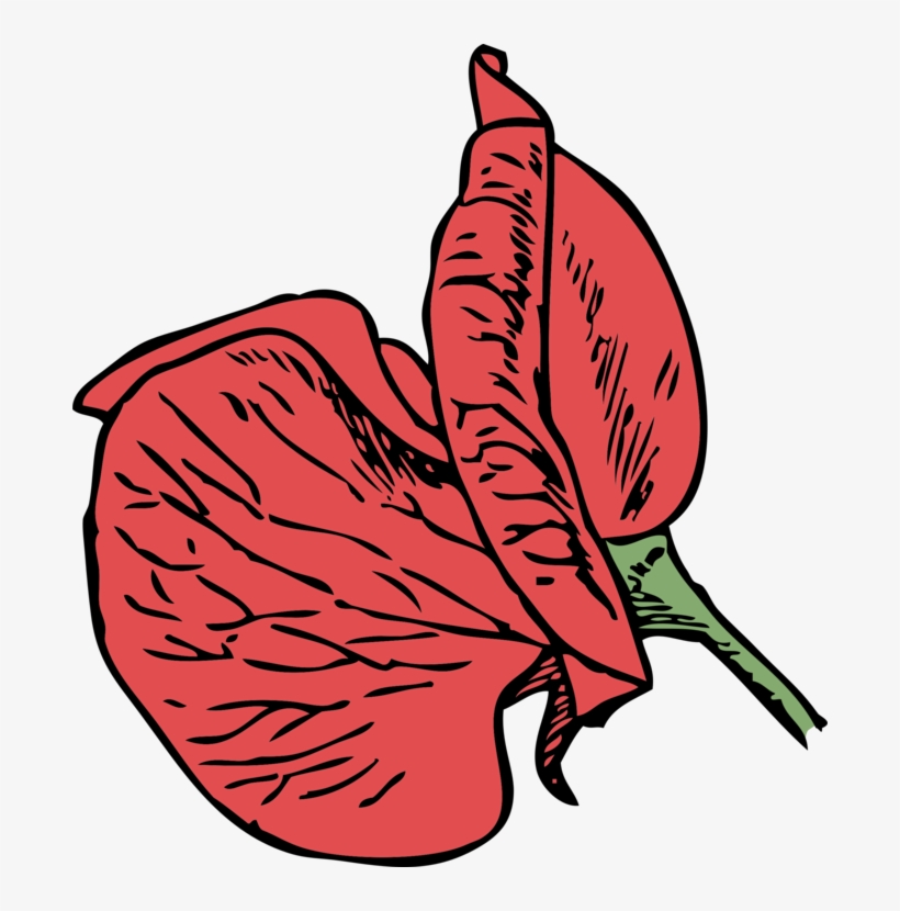 Sweet Pea Drawing Flower Vine, transparent png #152358