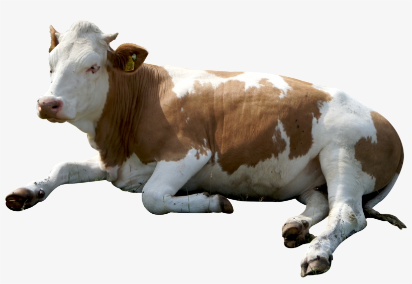Cow Png Images - Cow Png, transparent png #152411