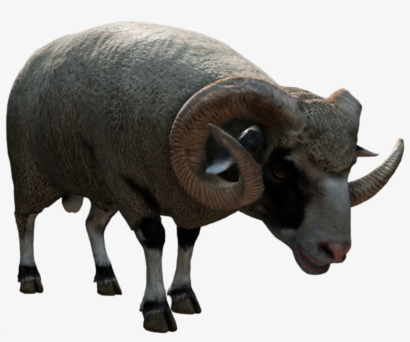Sheep, transparent png #152555