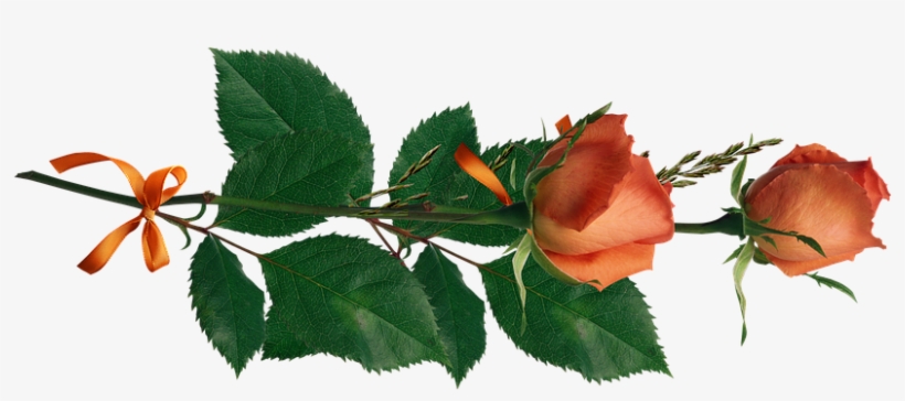 Rose Flowers Love Decoration Floral Decora - Am A Woman Of Value, I Am A Woman Of Worth, I Am His!, transparent png #152668