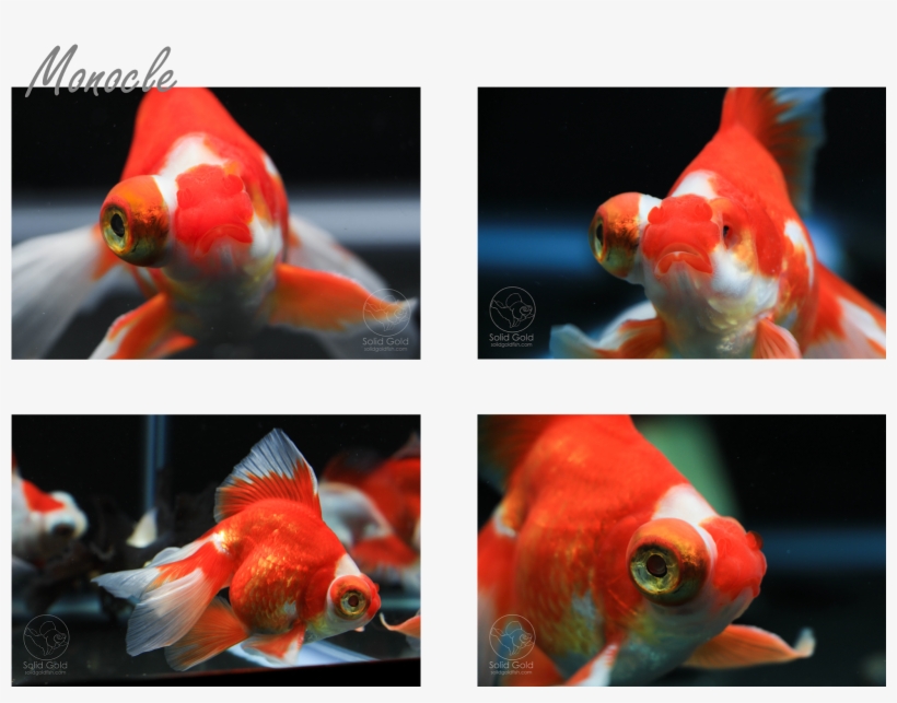 Dandy Orandas Butterflies Update - Dandy Orandas, transparent png #152670