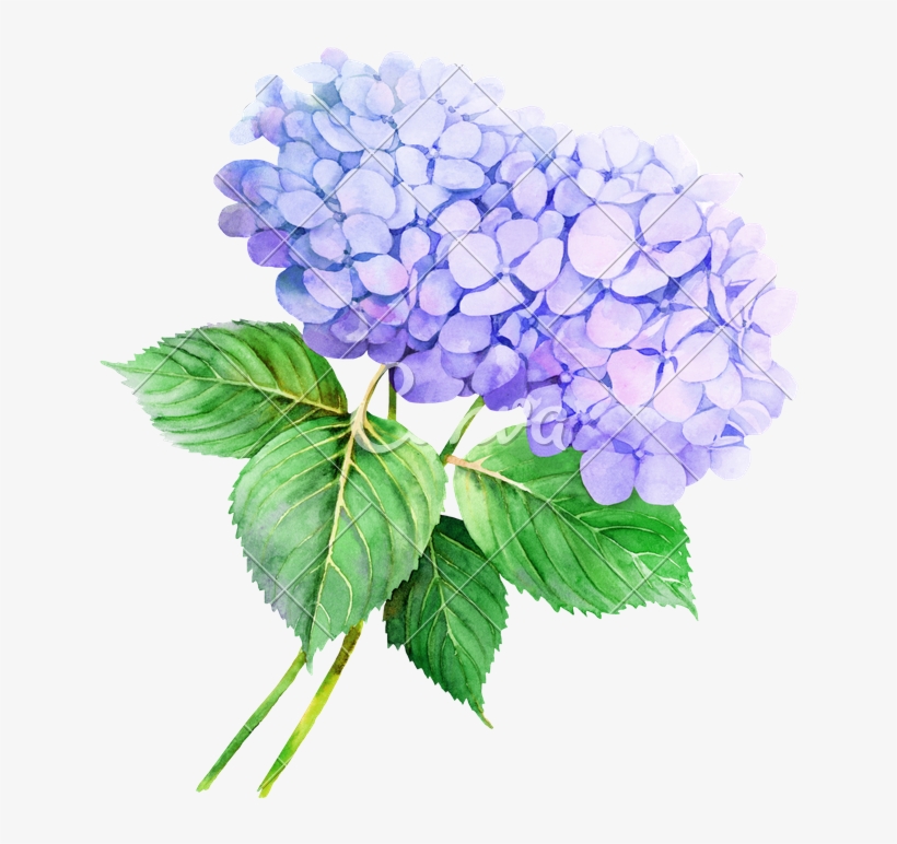 Flower Hydrangea Watercolor Painting Illustration Stock - Watercolor Transparent Hydrangea Clip Art, transparent png #152898