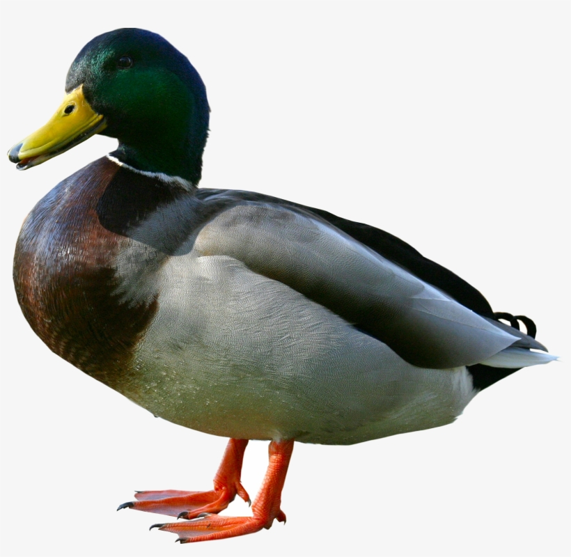 Duck - Duck Png, transparent png #153757
