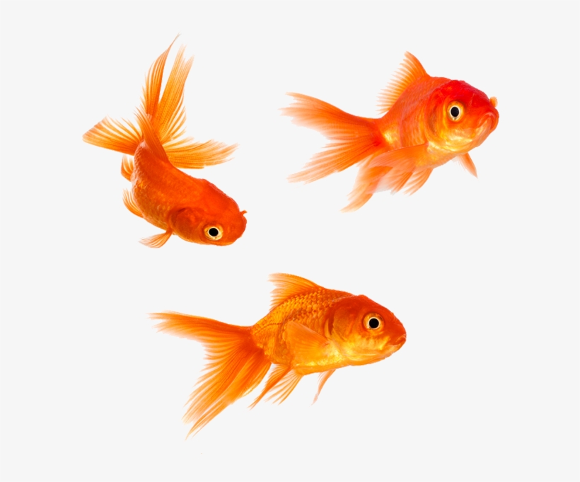 Animal Magic Goldfish Png - Gold Fishes, transparent png #153787