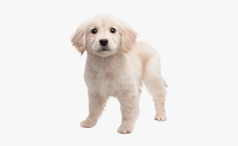 Golden Retriever Puppy Png Image Freeuse Stock - Golden Retriever Puppy Png, transparent png #153844