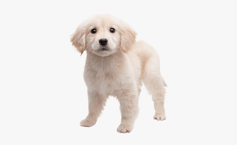 golden retriever puppy png