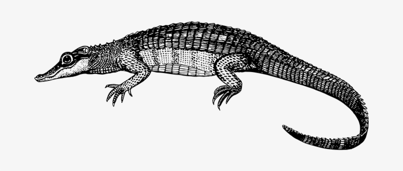 Alligator Animal Crocodile Reptile Alligat - Caiman Clipart, transparent png #154014