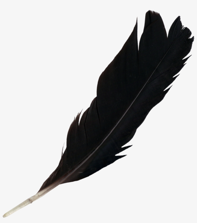 Black Feather Png, transparent png #154156