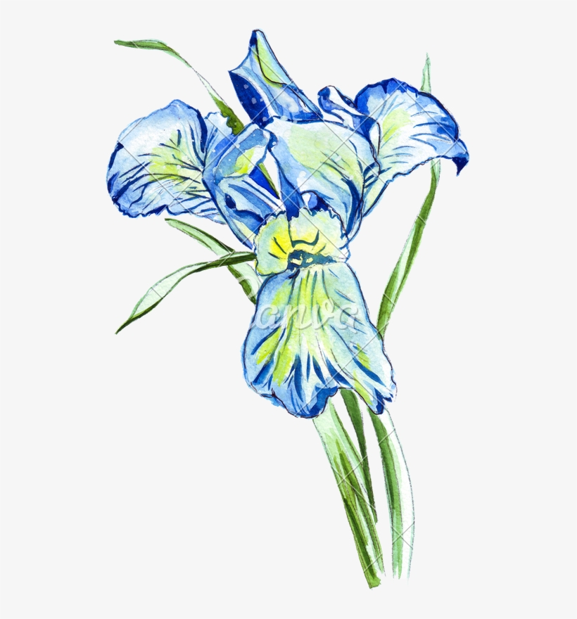 Hand Drawing Of A Watercolor Iris - Drawing, transparent png #154208