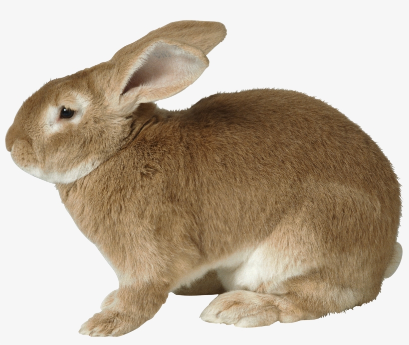 Daring Picture Of Rabit Rabbit Png Images Free Png - Rabbit Png, transparent png #154305