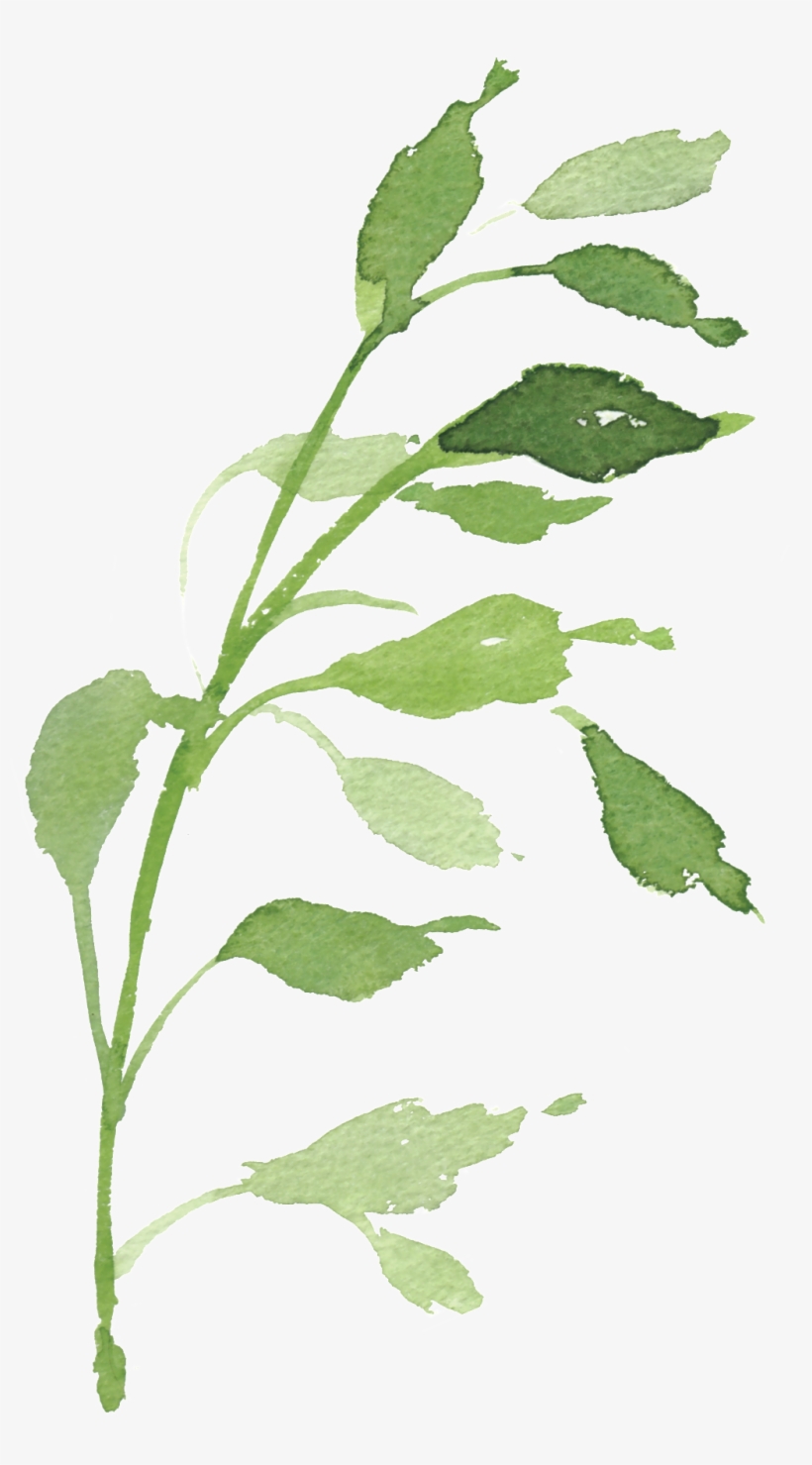 Watercolor Hand-painted Green Foliage Transparent Decorative - Watercolor Painting, transparent png #154462